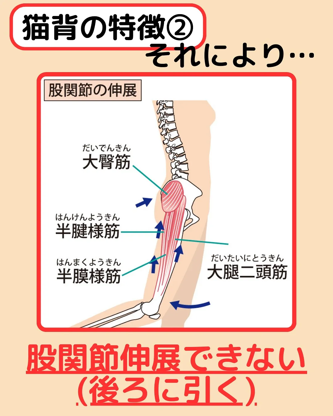 【姿勢改善Part①猫背改善】