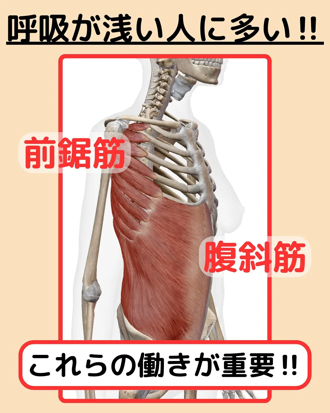 【姿勢改善‼️反り腰改善Part2✨】