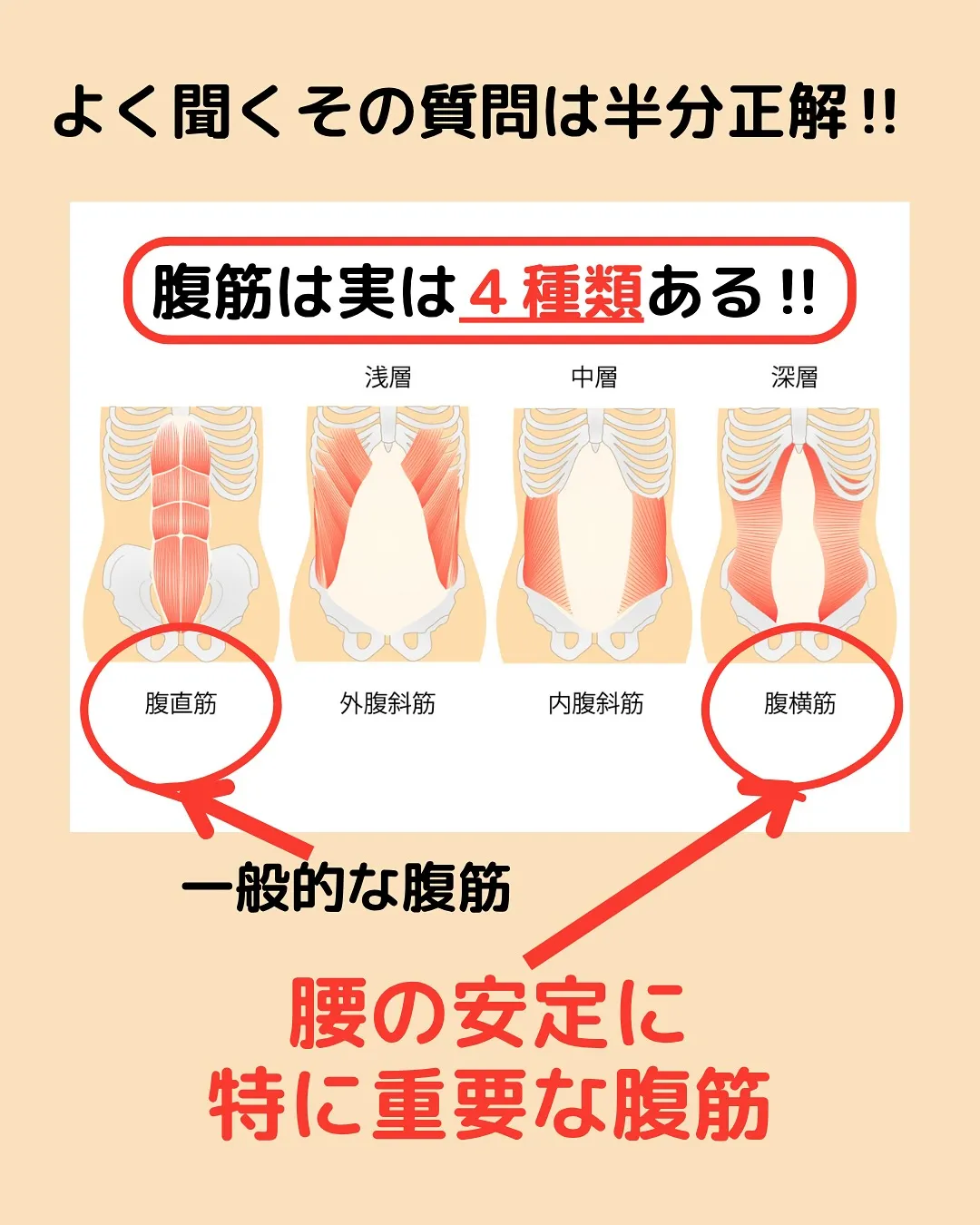 【腰痛対策Part1‼️腰の役割から紐解く✨】