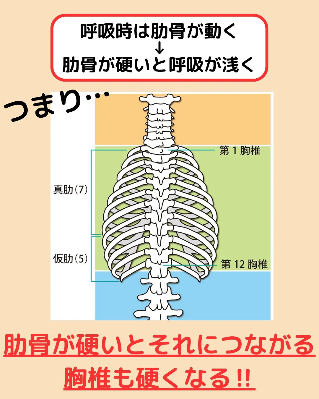 【腰痛対策Part3‼️腰痛対策の鍵はこれ‼️】